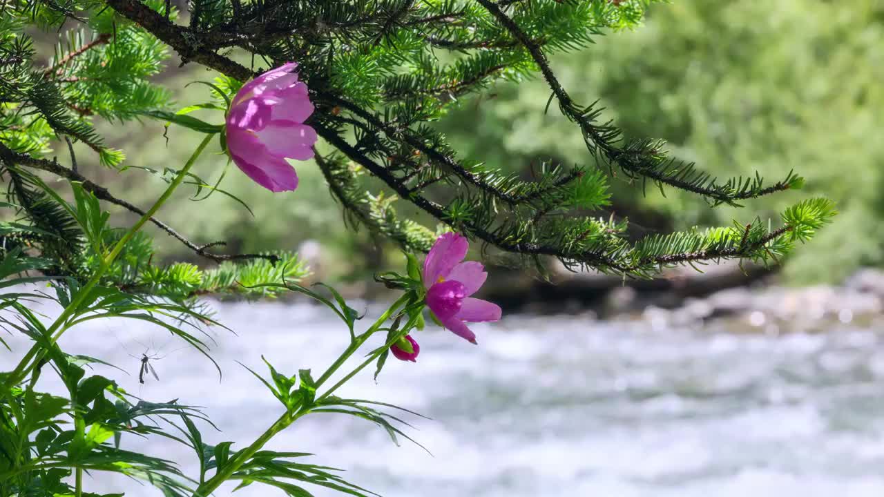 溪流边的川赤芍视频素材