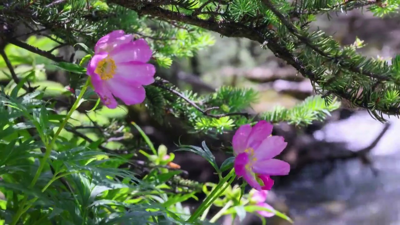 溪流边的川赤芍视频素材