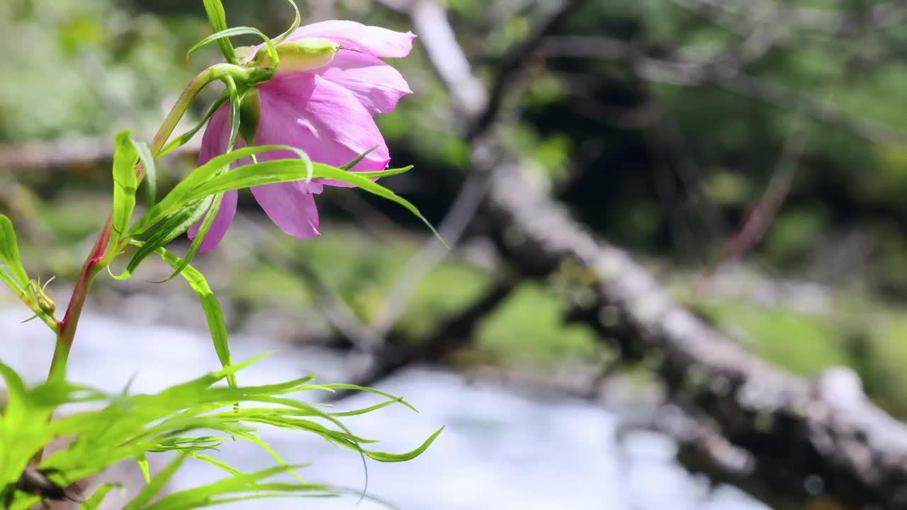 溪流边的川赤芍视频素材