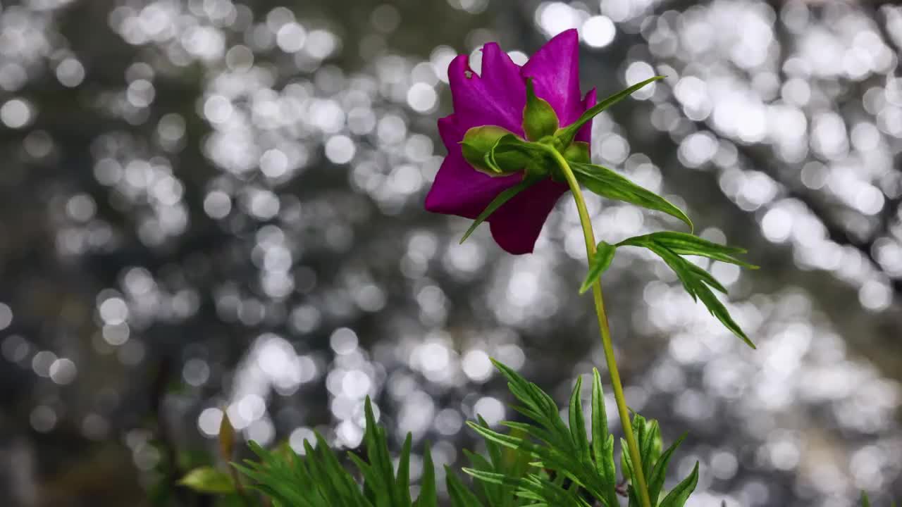 溪流边的川赤芍视频素材