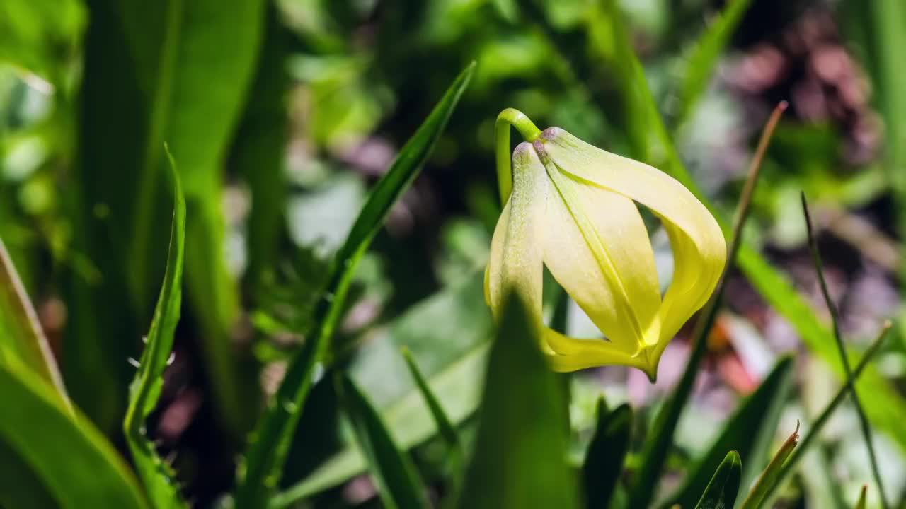 丛林里的尖被百合视频素材