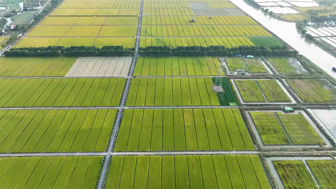 江苏苏州同里北联村，秋季稻田航拍视频素材