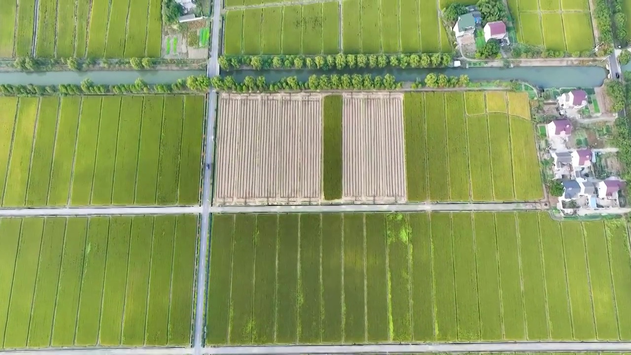 江苏苏州同里北联村，秋季稻田航拍视频素材