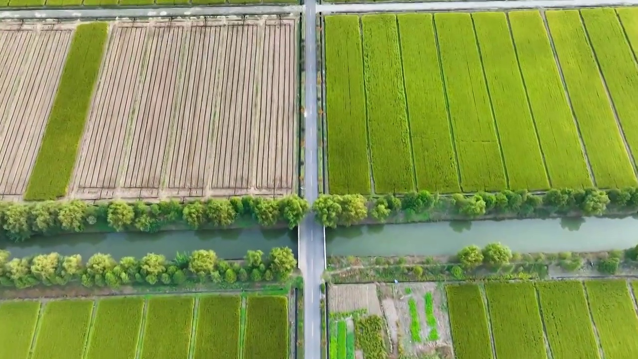 江苏苏州同里北联村，秋季稻田航拍视频素材