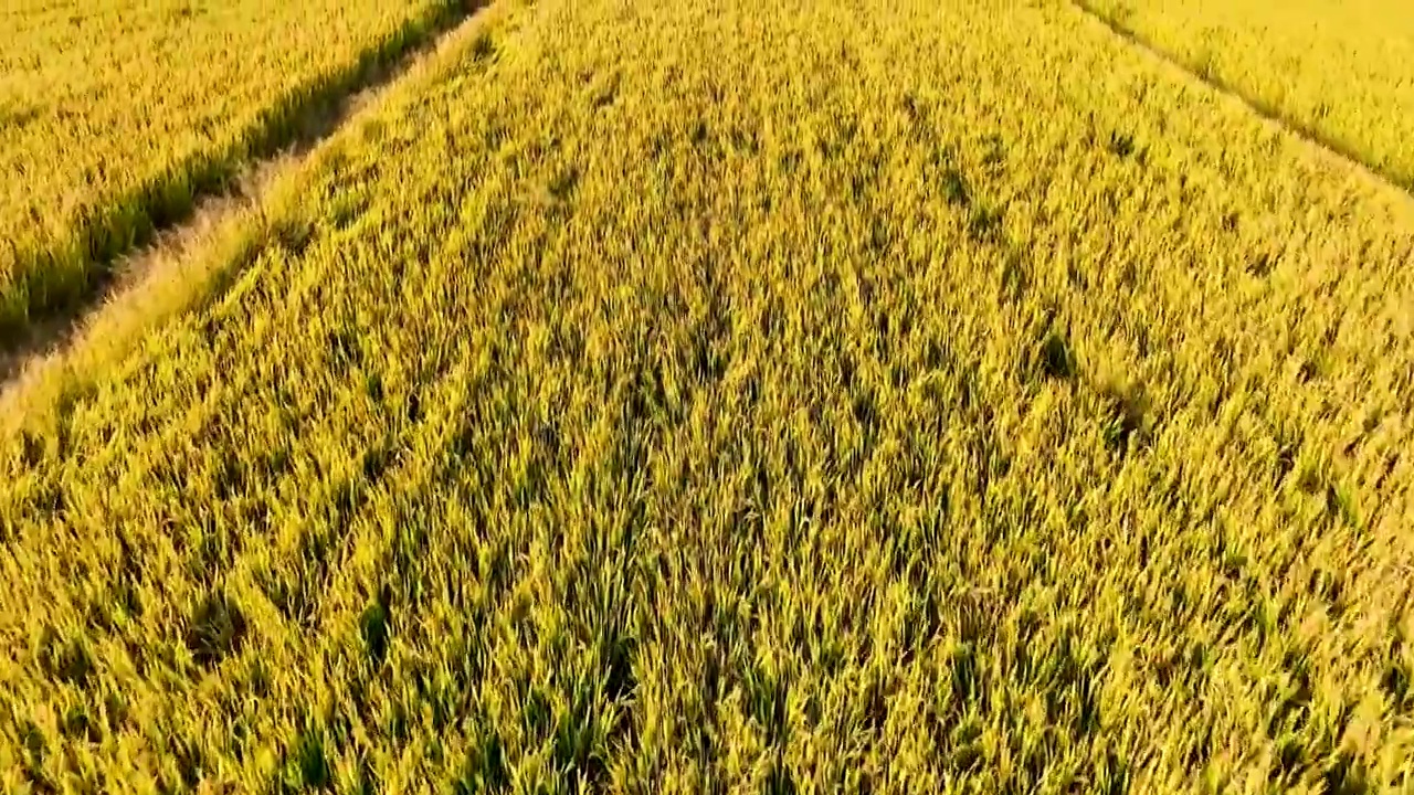 江苏苏州同里北联村，秋季稻田航拍视频素材