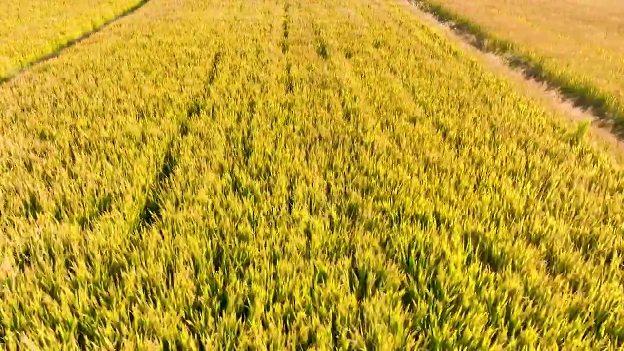 江苏苏州同里北联村，秋季稻田航拍视频素材