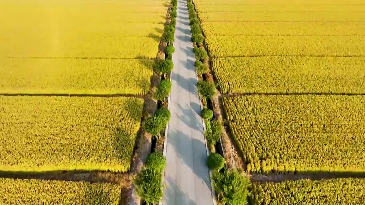 江苏苏州同里北联村，秋季稻田航拍视频素材