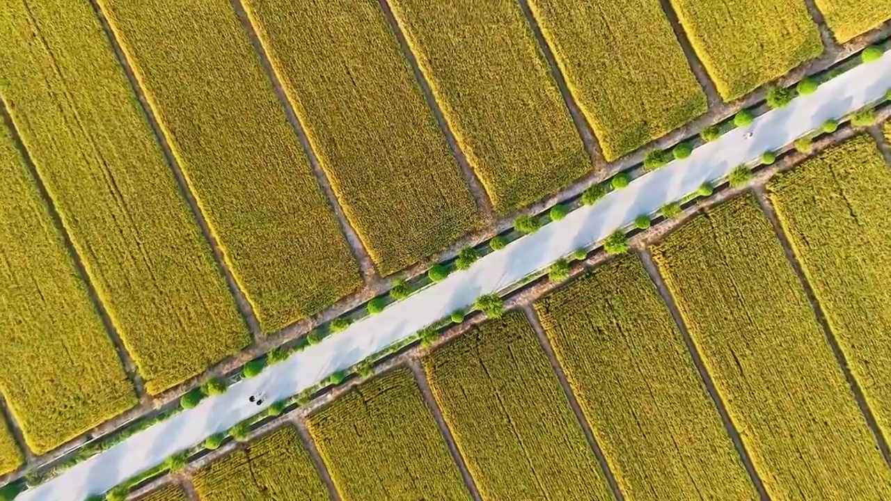 江苏苏州同里北联村，秋季稻田航拍视频素材