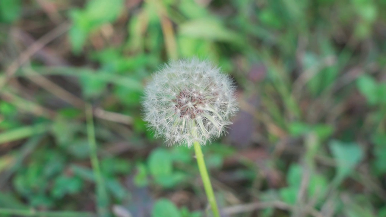 草丛中蒲公英特写视频素材