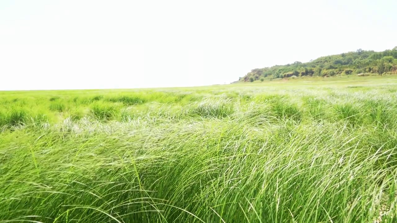 风吹草地视频素材