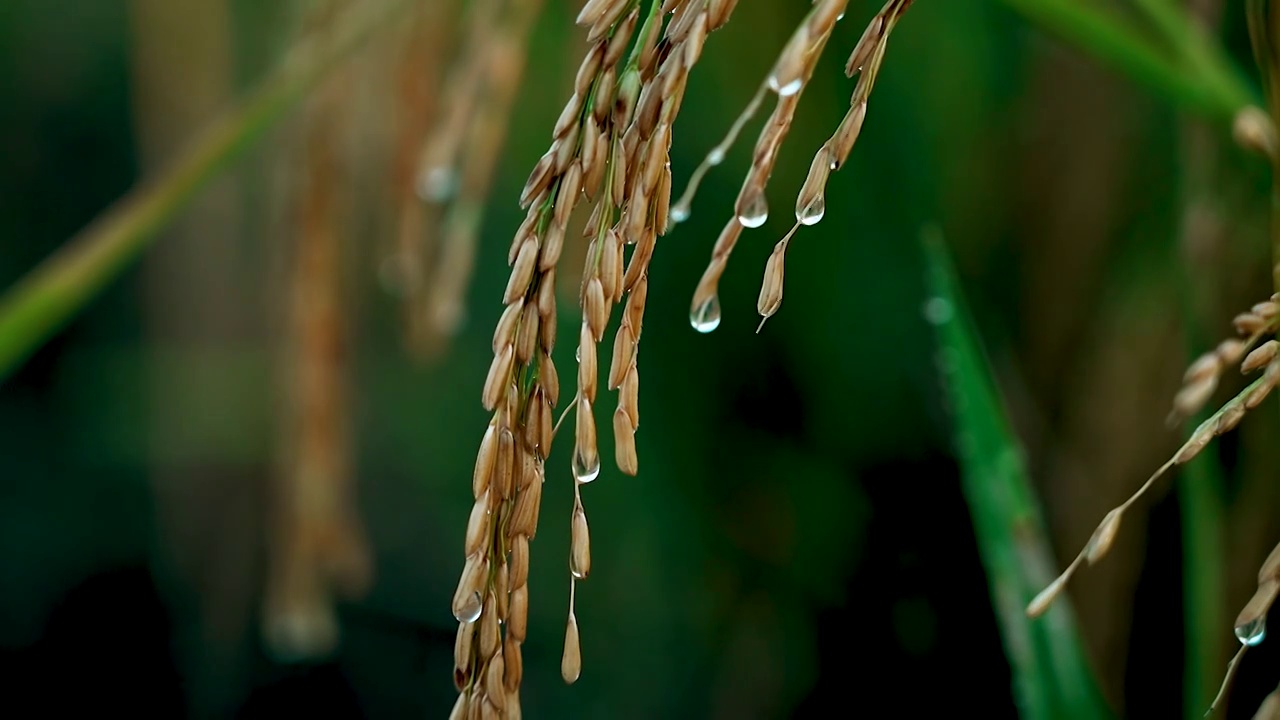 水稻视频素材