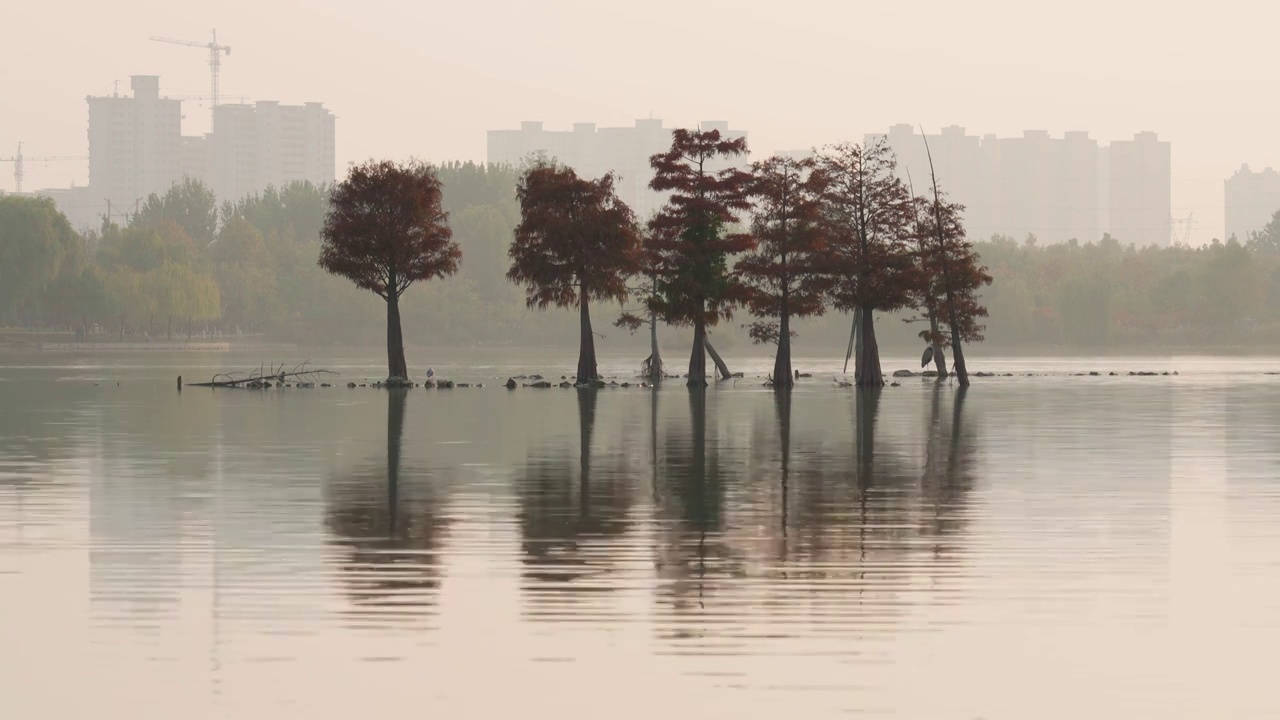 迷雾中梦幻湿地公园剪影视频素材