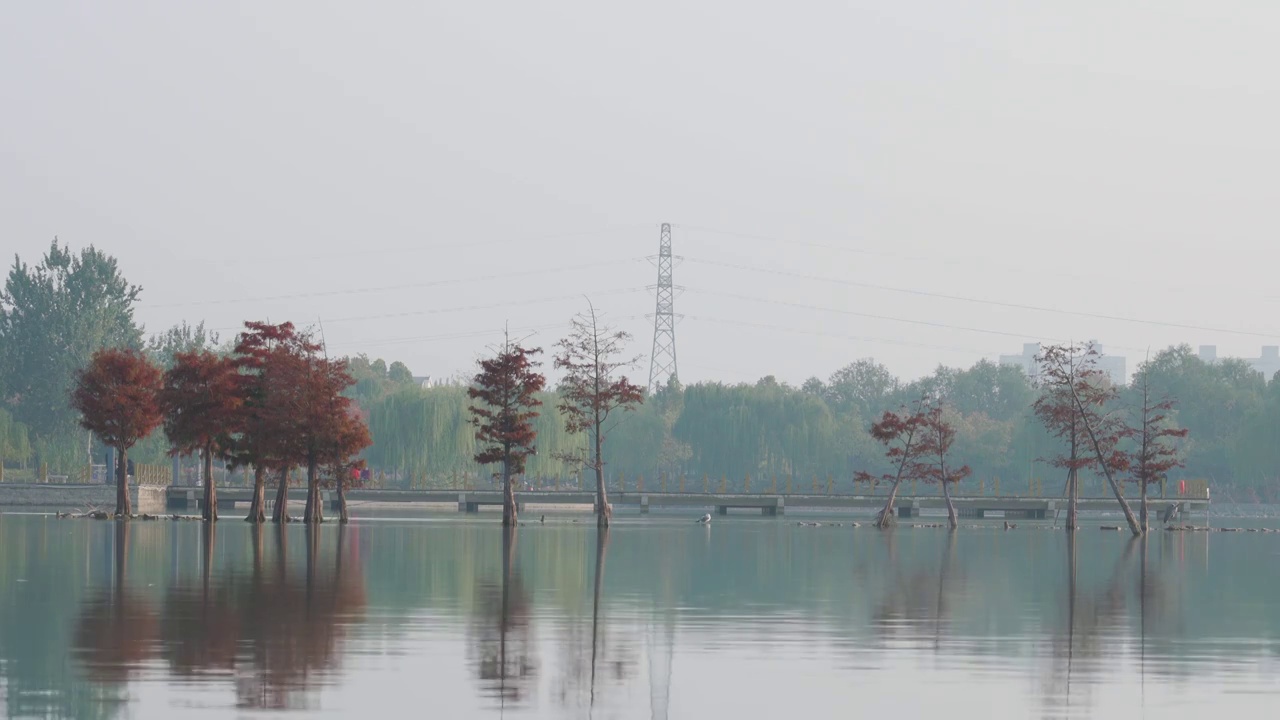 迷雾中梦幻湿地公园剪影视频素材