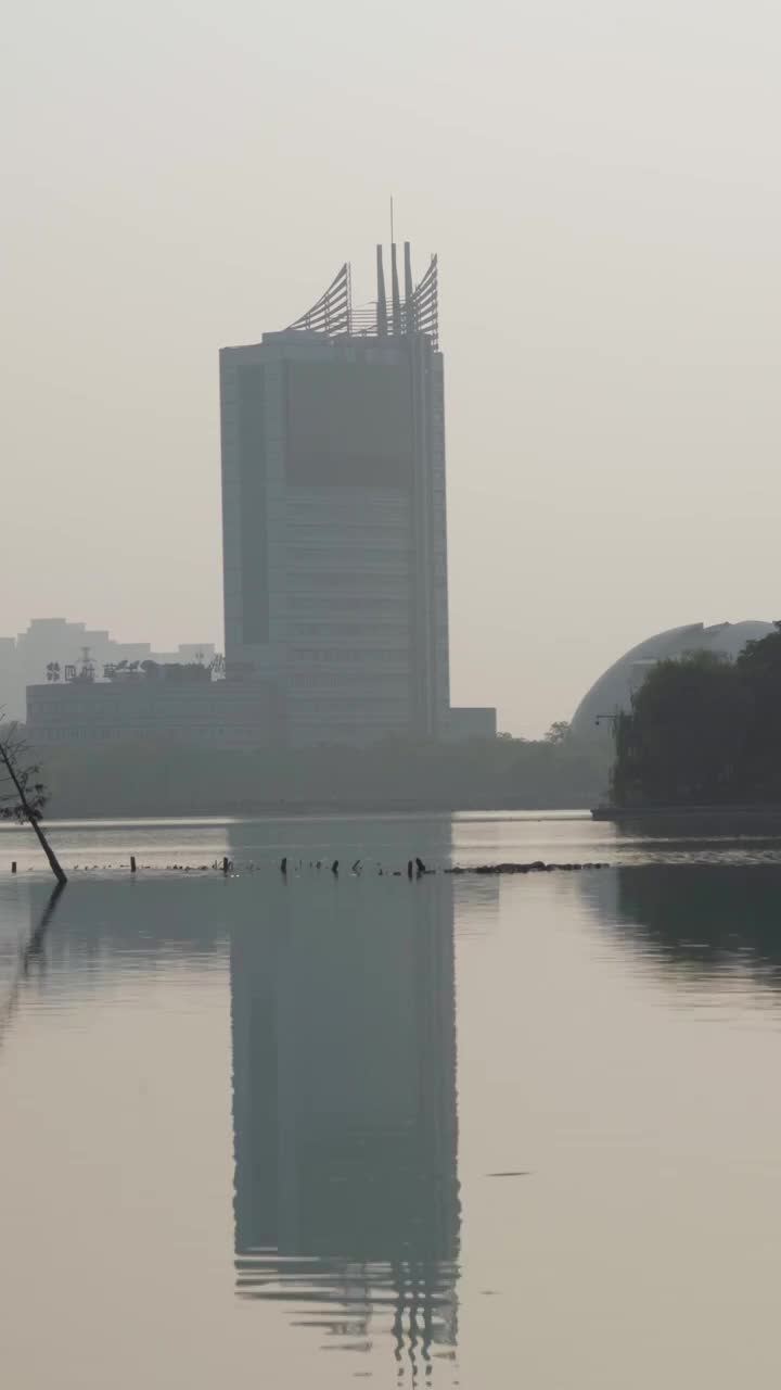 迷雾中梦幻湿地公园剪影视频素材