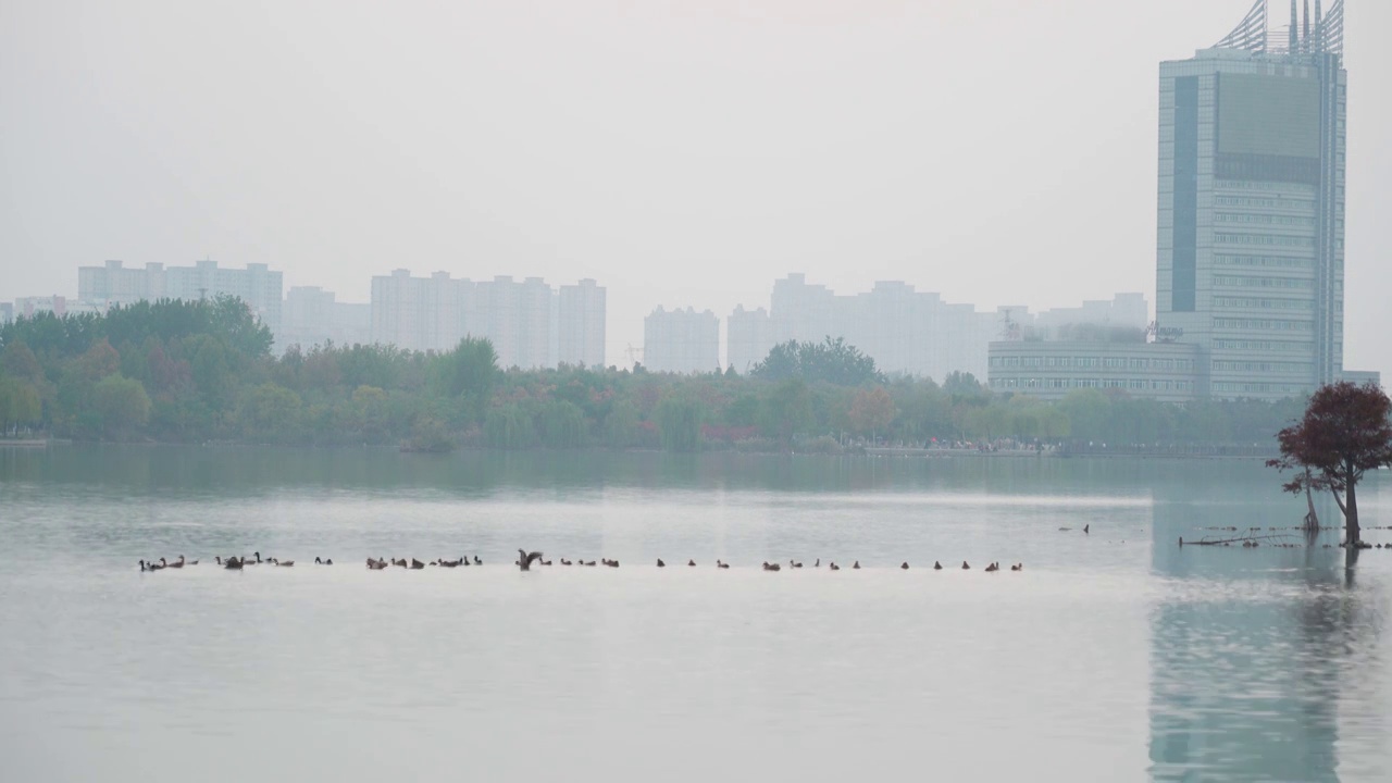 城市湿地公园鸭子戏水剪影视频素材