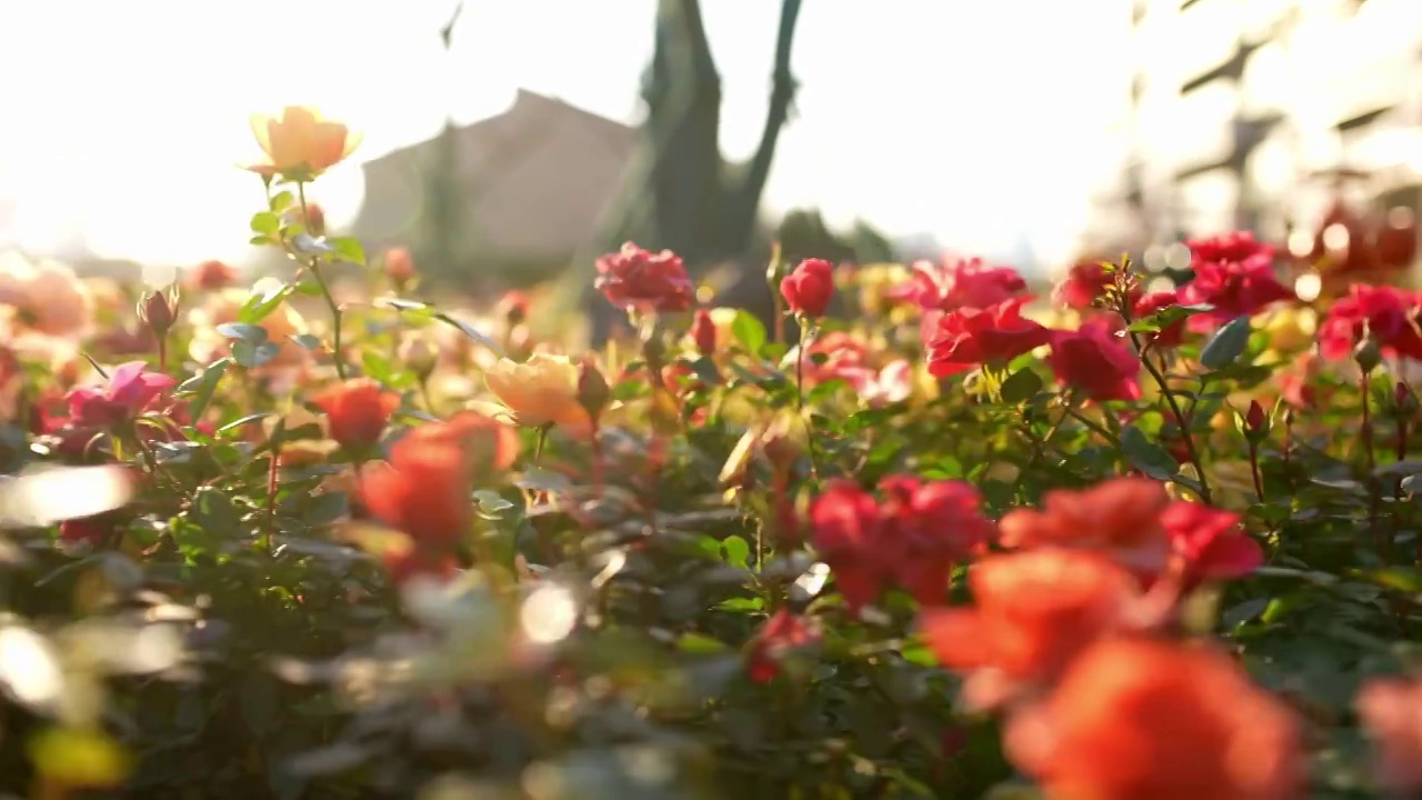 夕阳下盛开的月季花视频素材