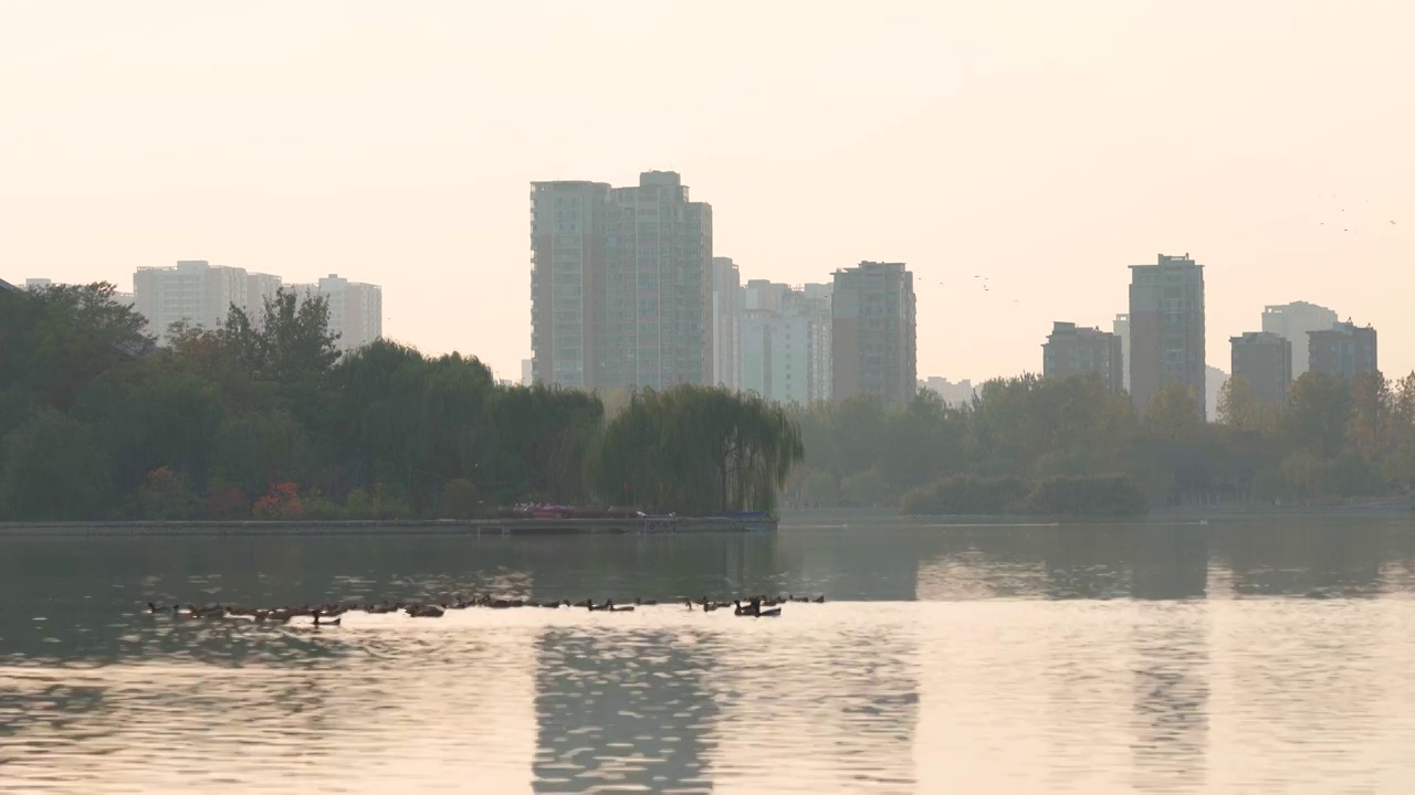 夕阳下湿地保护公园野鸭群湖中戏水剪影视频素材