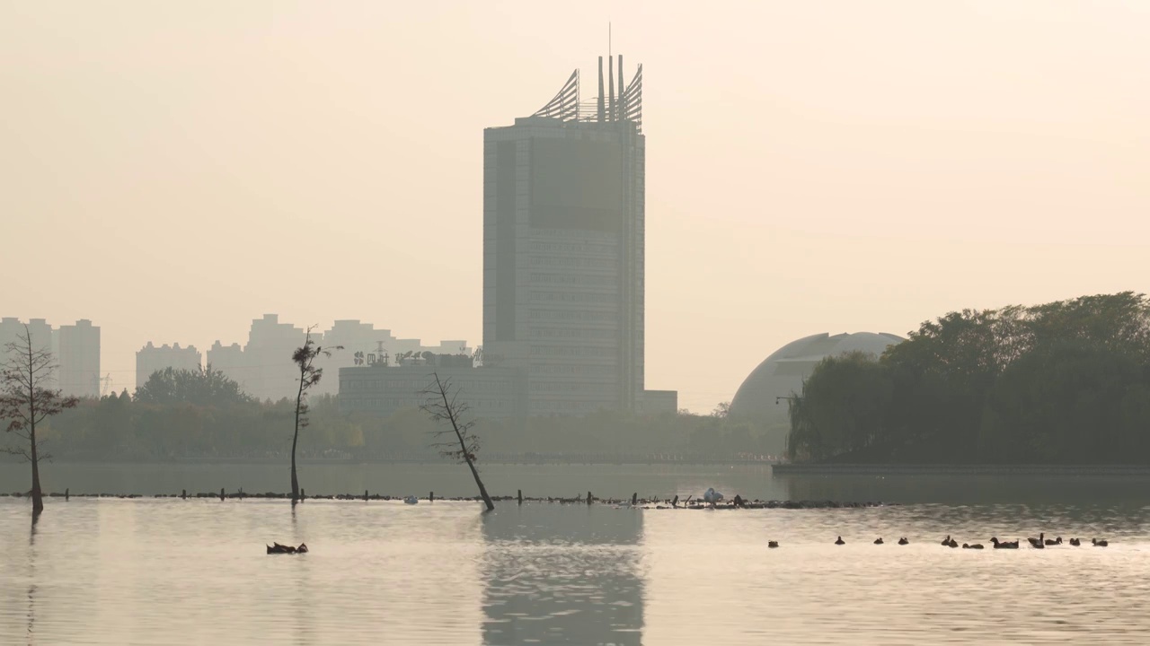 夕阳下湿地保护公园野鸭群湖中戏水剪影视频素材