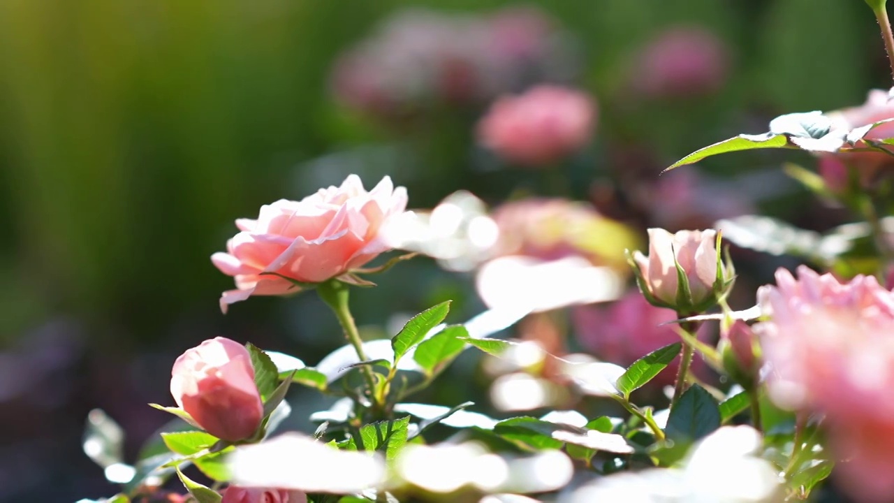 住宅小区公园内的月季花视频素材