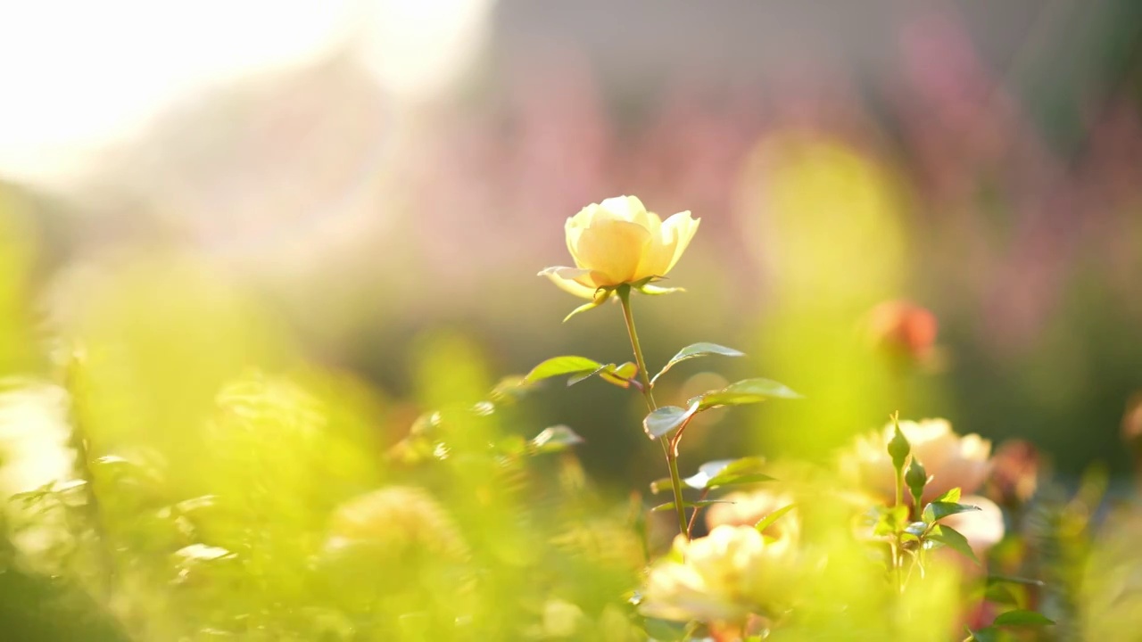 月季花视频素材