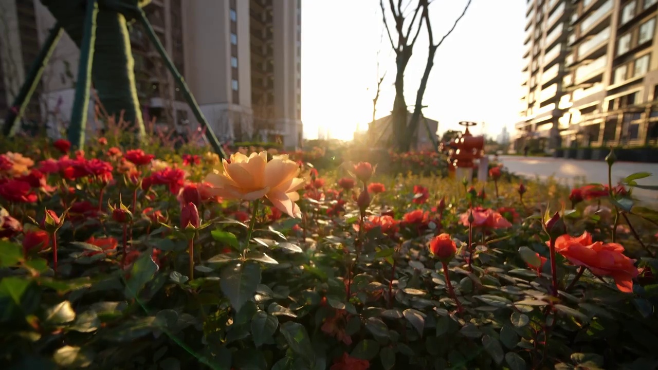 夕阳下小区内月季花视频素材