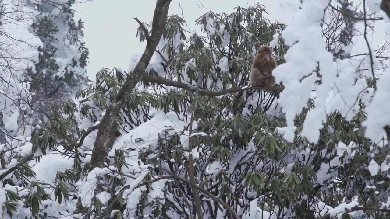 大雪后峨眉山树林中的猴子视频素材