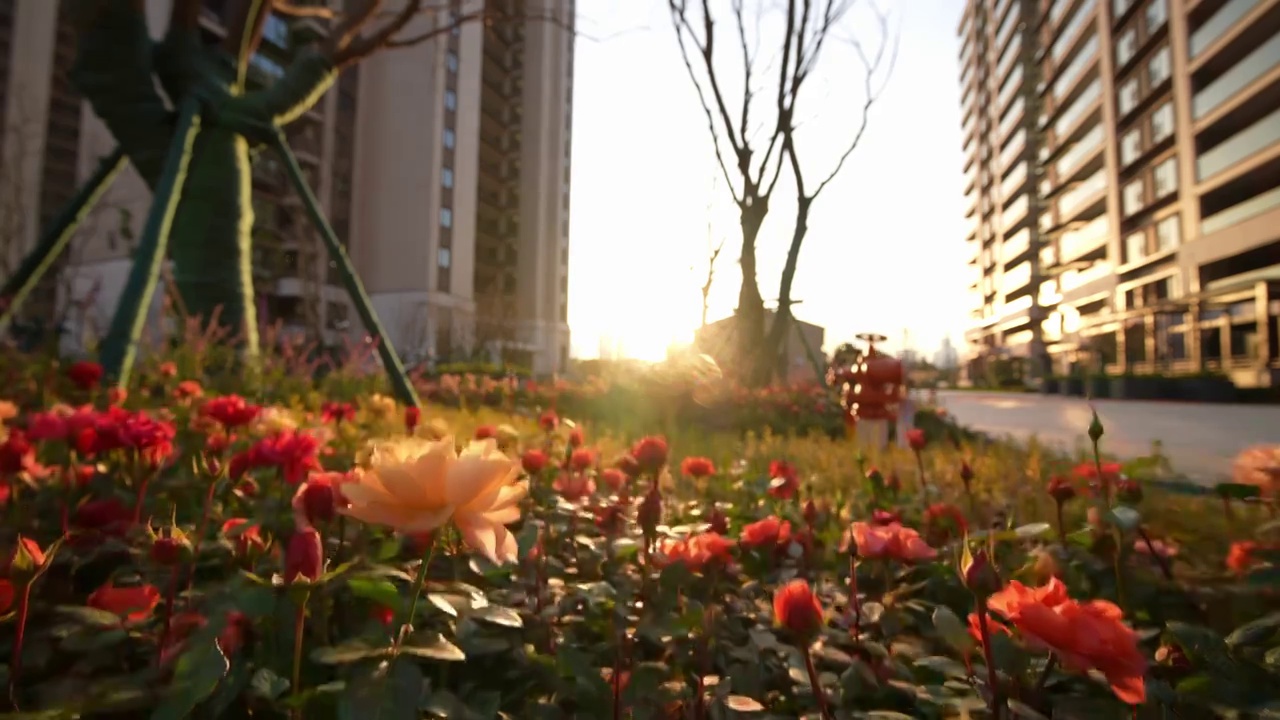 住宅小区内绿化植物花卉月季视频素材