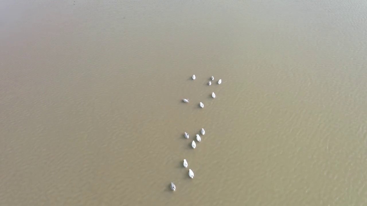 郑州饮马沟黄河段飞来了迁徙的天鹅视频下载