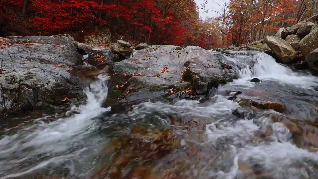 秋天的红叶，本溪的枫叶，辽宁本溪的秋天，瀑布与流水，大地森林公园视频素材