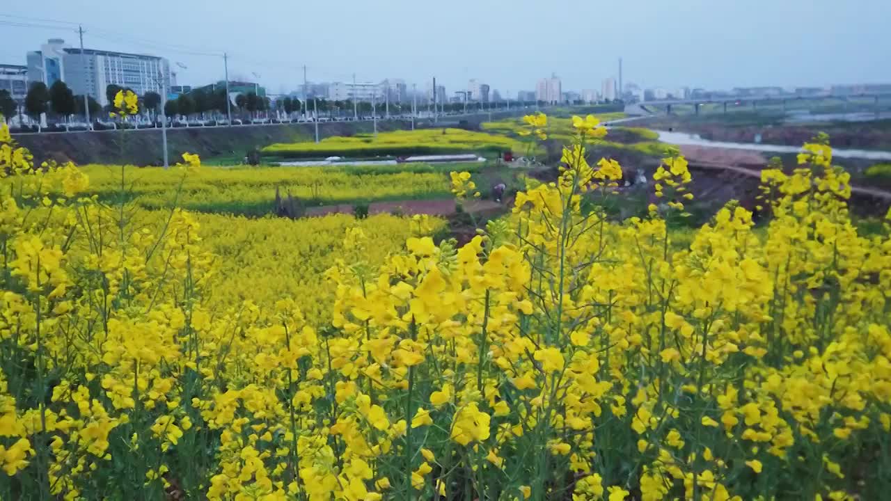 油菜花合集视频素材