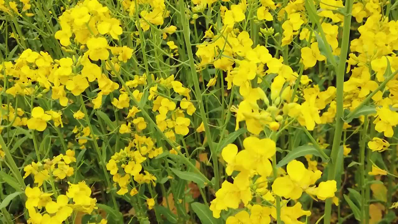 油菜花合集视频素材