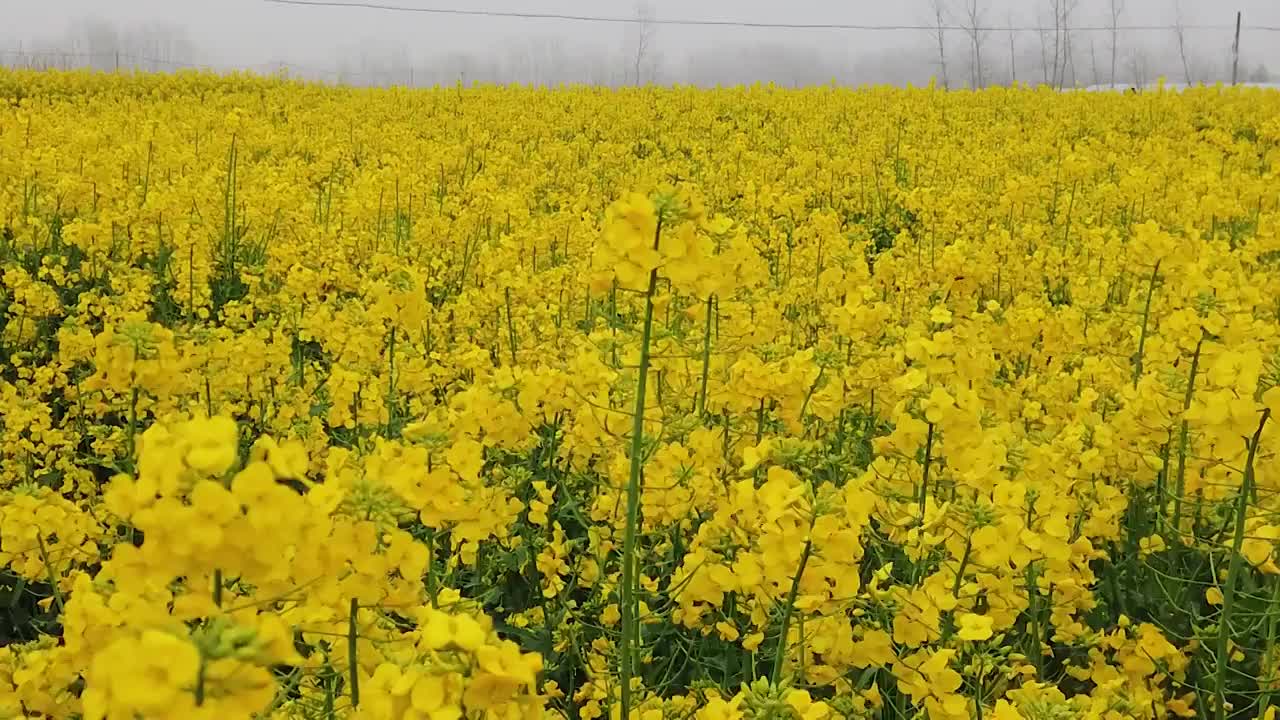 油菜花海选编视频素材