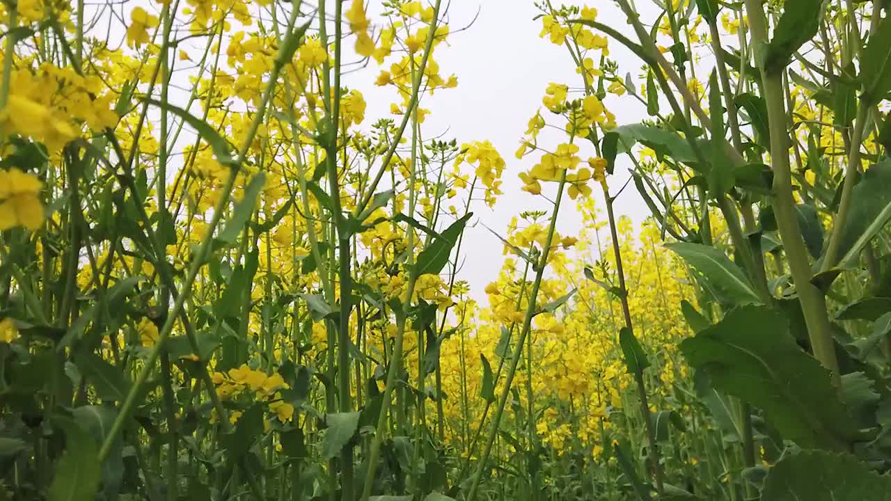 油菜花田合集视频素材