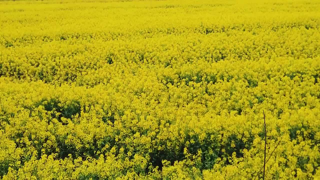 油菜花海选编视频素材