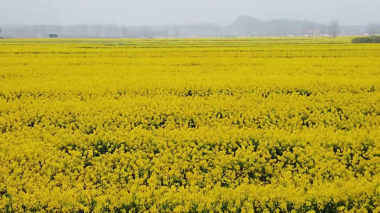 油菜花海选编视频素材