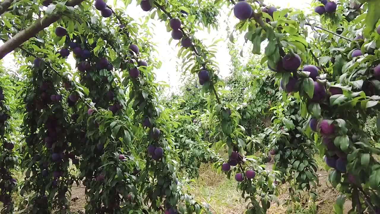 李子种植基地合集视频素材