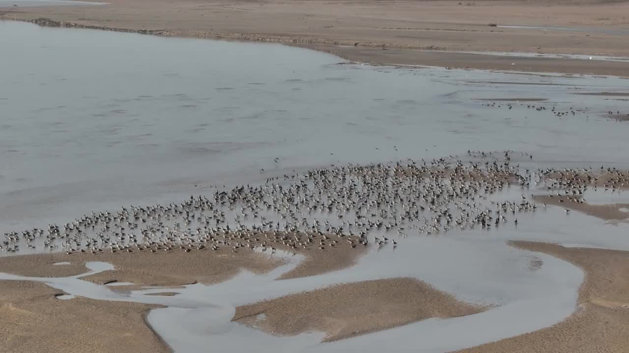 航拍郑州黄河湿地迁徙的候鸟群视频素材