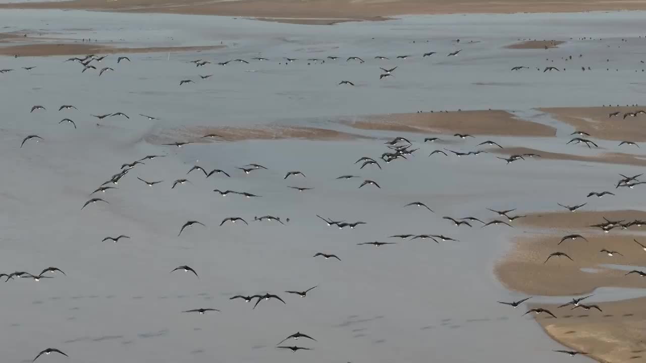 航拍郑州黄河湿地迁徙的候鸟群视频素材