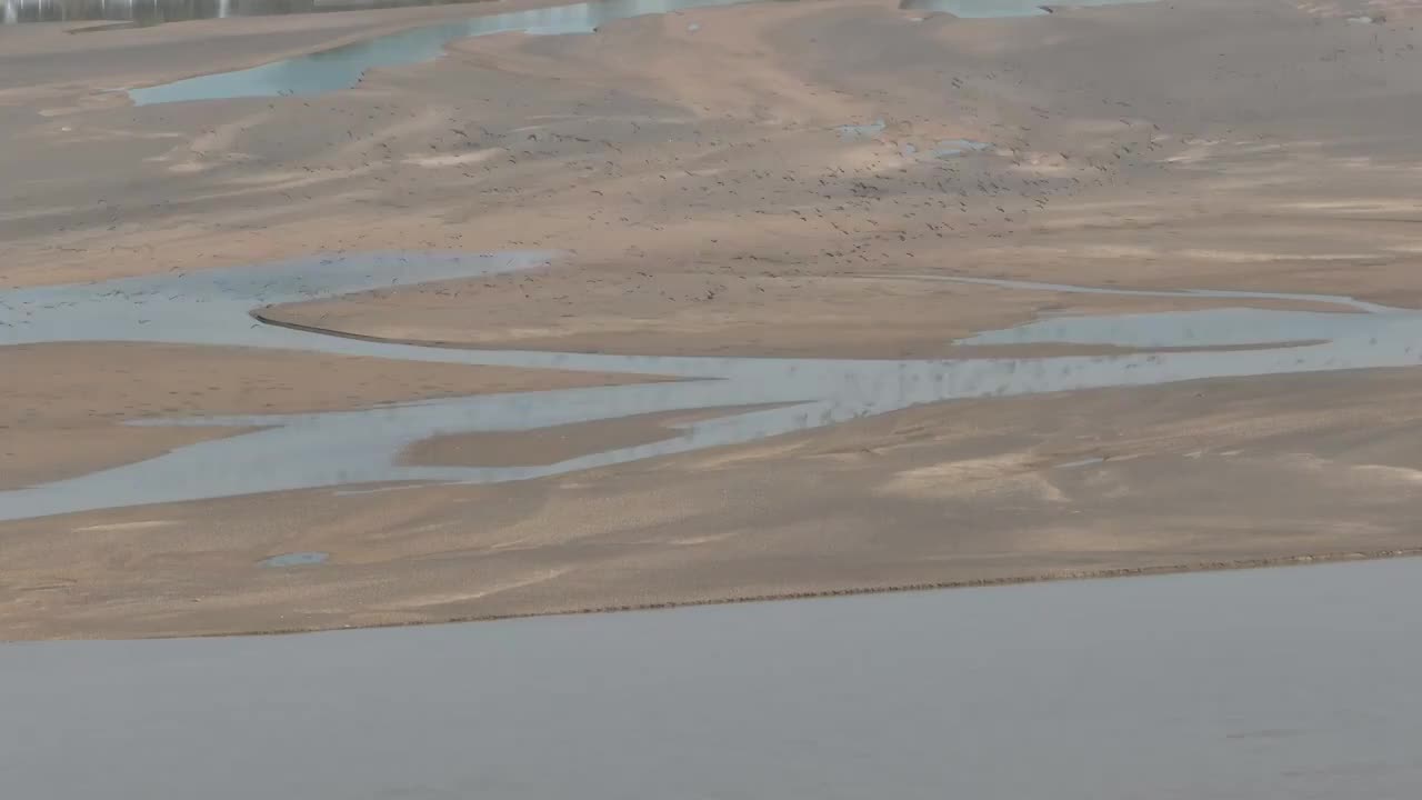 航拍郑州黄河湿地迁徙的候鸟群视频素材