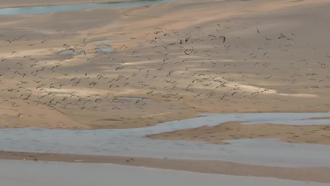 航拍郑州黄河湿地迁徙的候鸟群视频素材