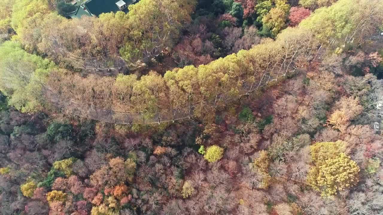 江苏南京中山陵园风景区美玲宫彩林航拍视频素材