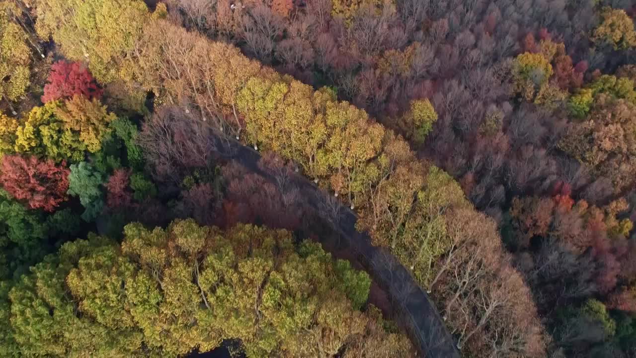 江苏南京中山陵园风景区美玲宫彩林航拍视频素材