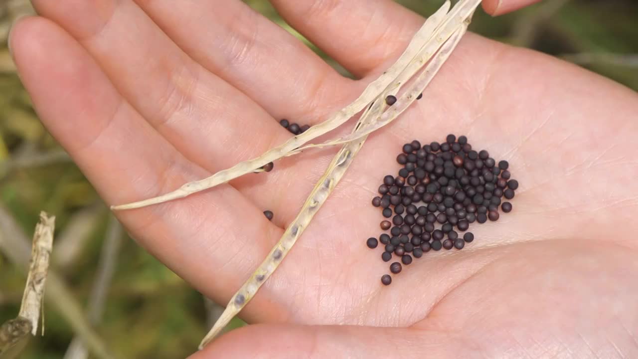 油菜籽选编视频素材