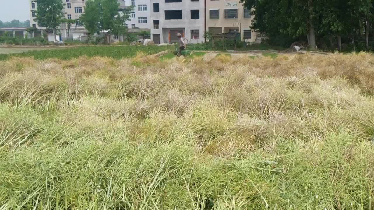 油菜田选编视频素材