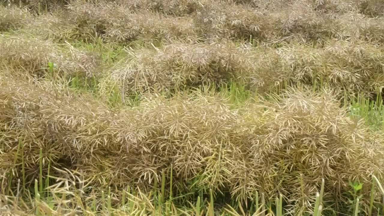 油菜选编视频素材