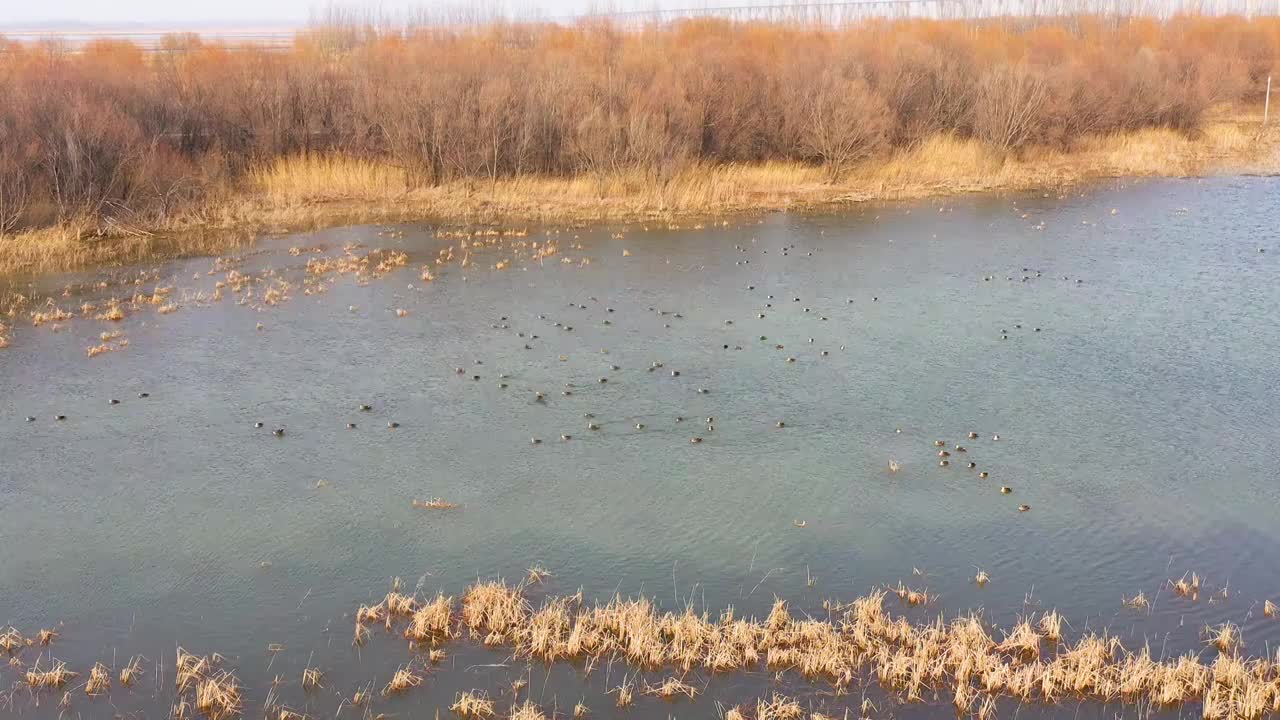 航拍荥阳黄河湿地野生动物视频下载