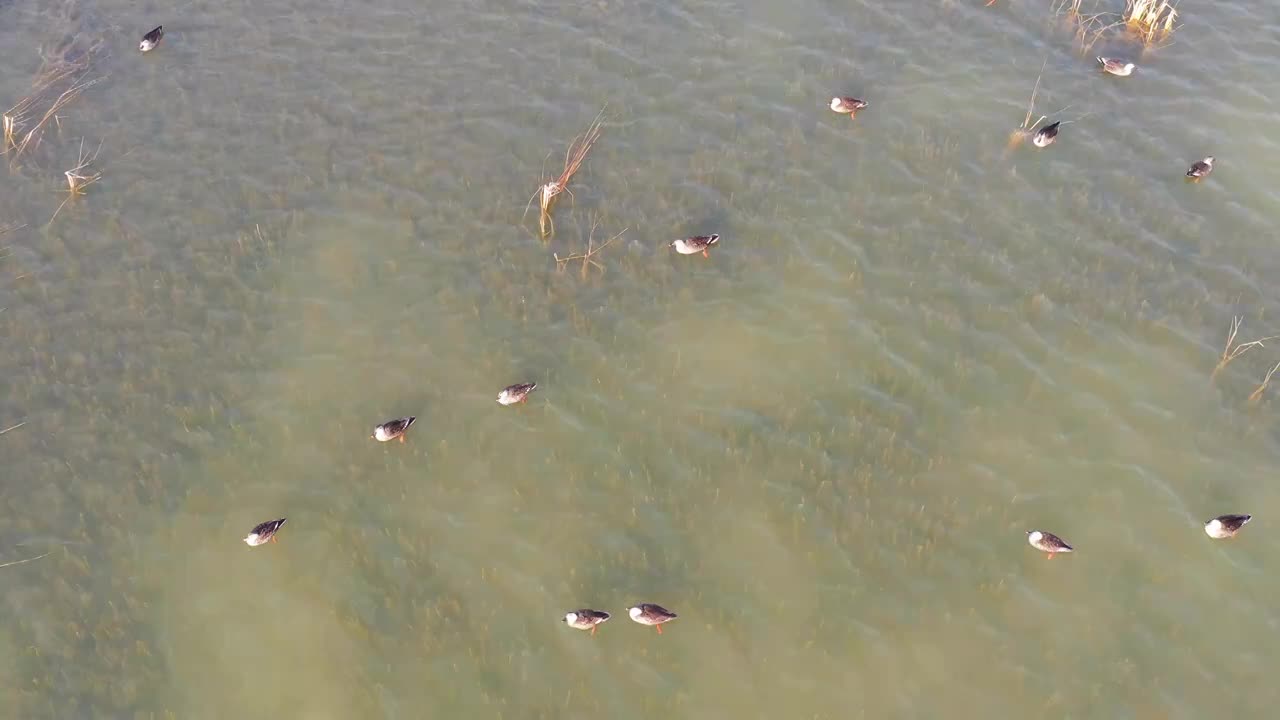 航拍荥阳黄河湿地野生动物视频下载