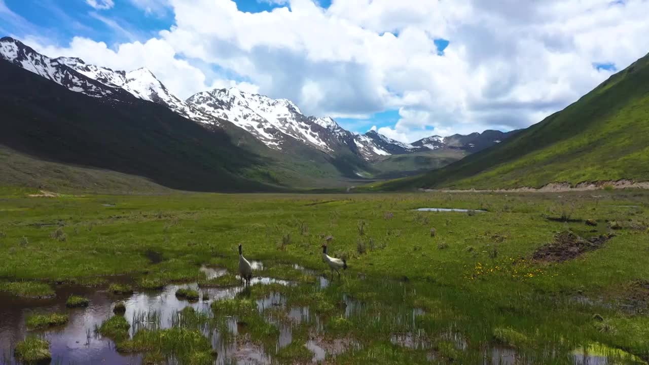 红原县达格则景区黑颈鹤雪山草原湖泊航拍4k视频素材