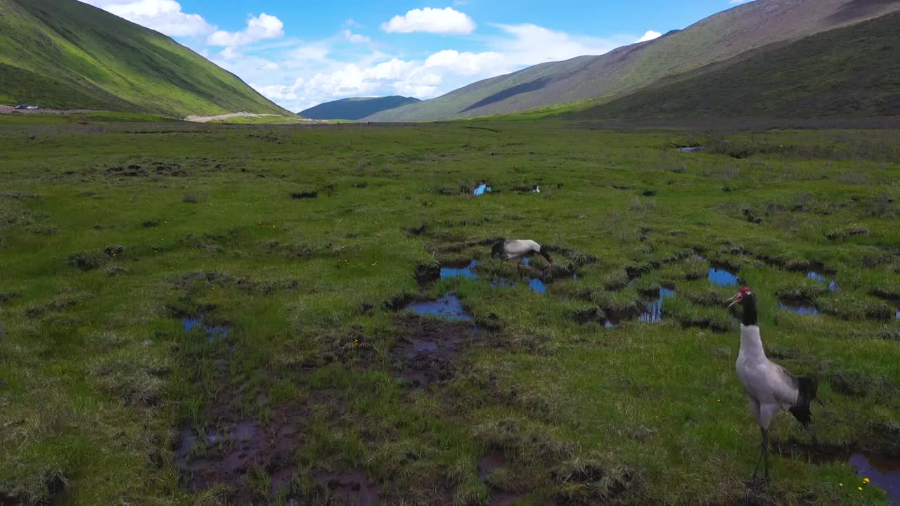 红原县达格则景区黑颈鹤草原湖泊航拍4k视频素材