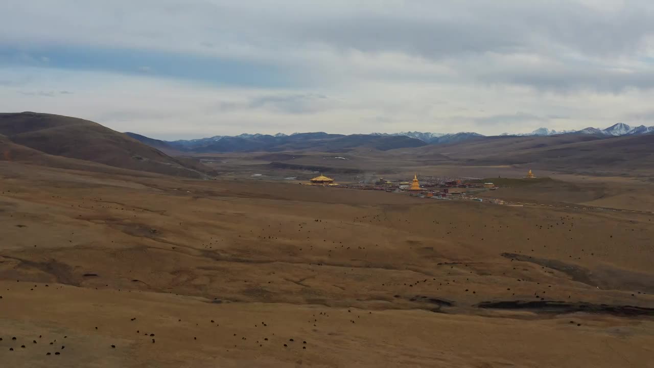 航拍秋天的四川甘孜州亚青寺视频素材